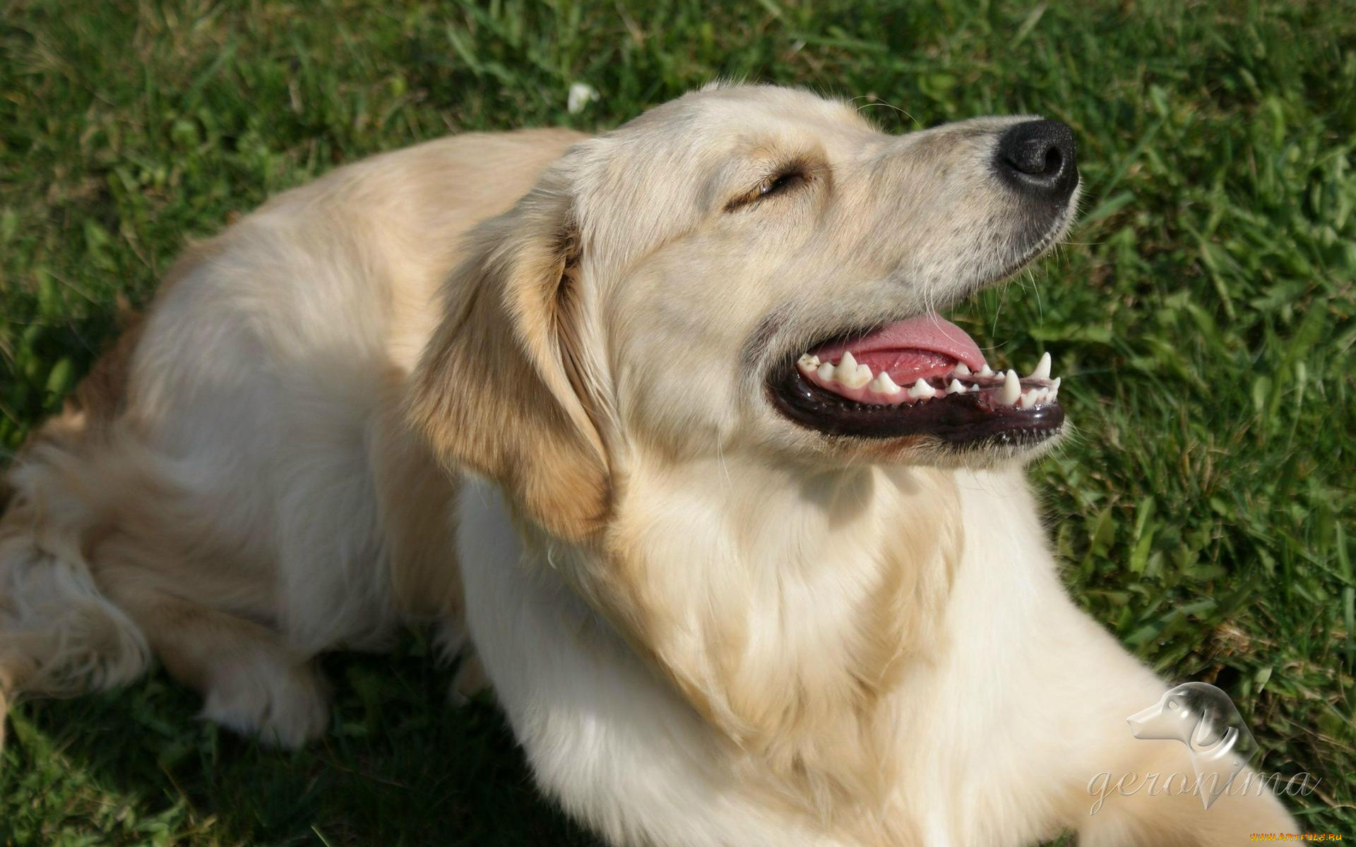 , geronima, , , golden, retriever